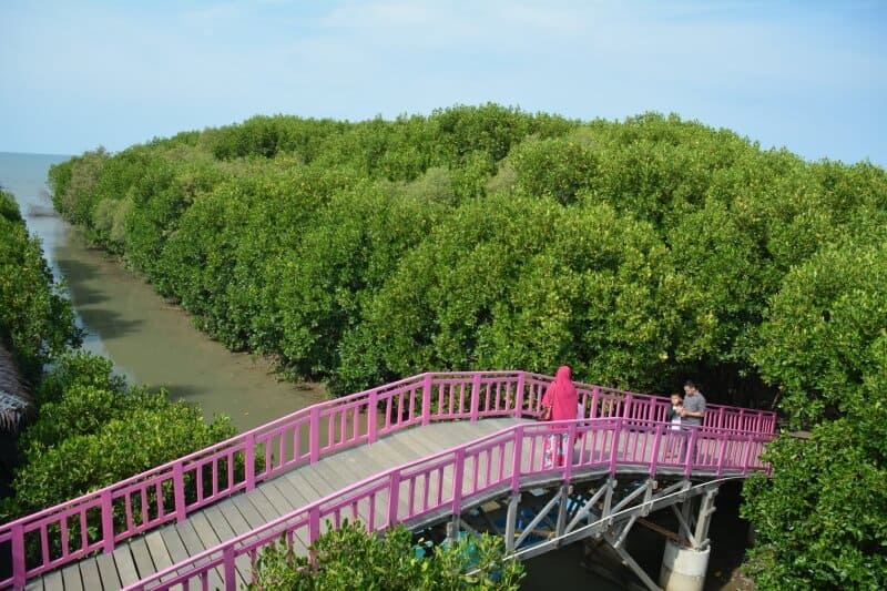 Jembatan Ikonik di Hutan Mangrove Brebes