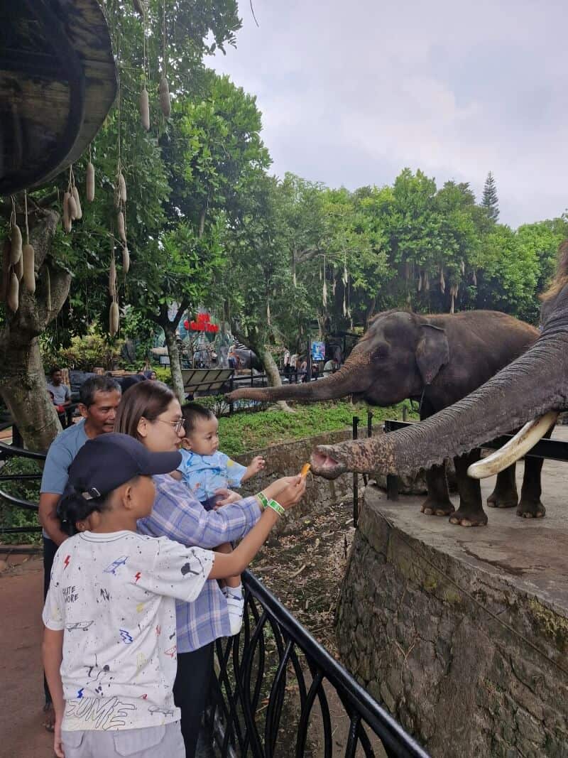 Feeding Gajah