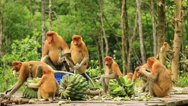 Bekantan park