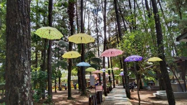 Hutan pinus mentaos