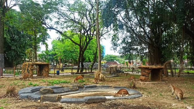 Jam buka dan harga tiket taman safari solo