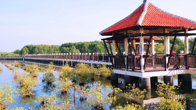 Mangrove park