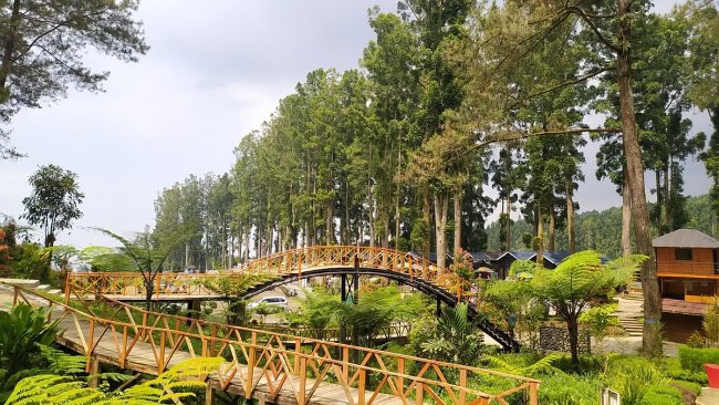 Hutan pinus limpakuwus