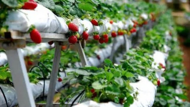 Kebun strawberry