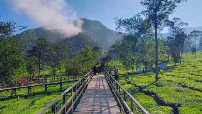 Kebun teh tambi