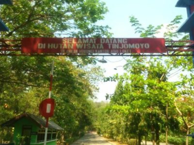 Hutan wisata tinjomoyo tawarkan suasana alam yang bikin tenang dan bahagia