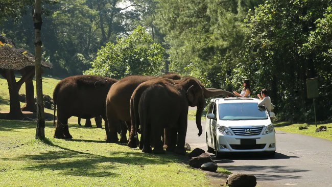 Taman safari indonesia ii taman safari prigen