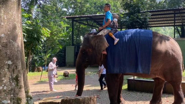 Aktivitas Seru dan Wahana Kebun Binatang Bandung