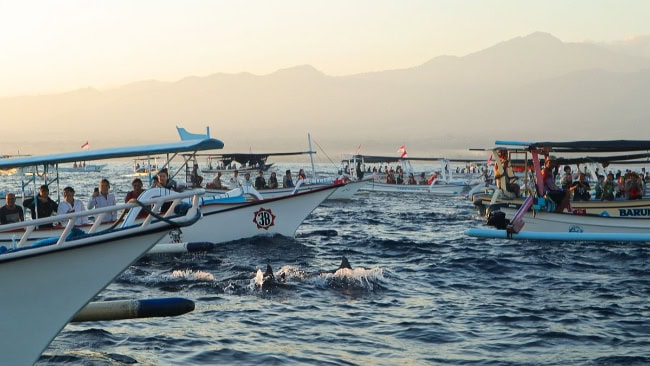 Aktivitas Seru di Pantai Lovina