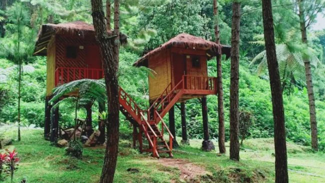 Hutan Pinus Cipamingkis