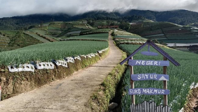Lokasi dan cara menuju kebun sayur sukomakmur