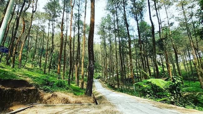 Taman Hutan Raya KGPAA Mangkunagoro I