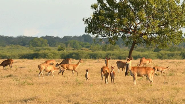 Flora dan Fauna di Taman Nasional Baluran