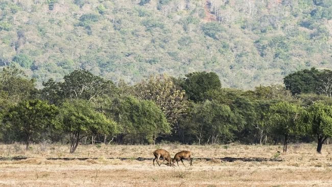 Harga Tiket Taman Nasional Baluran