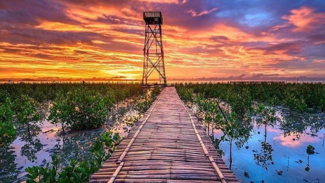 Hutan Mangrove Setapuk