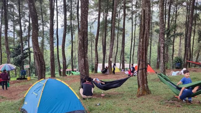 Hutan Pinus Darmacaang