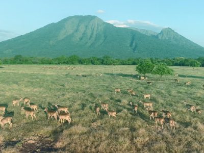 Keindahan Taman Nasional Baluran Jawa Timur yang Dijuluki Afrika Van Java