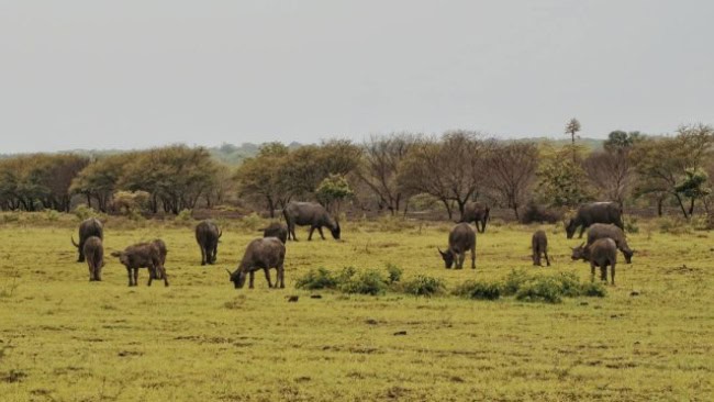 Sejarah Taman Nasional Baluran