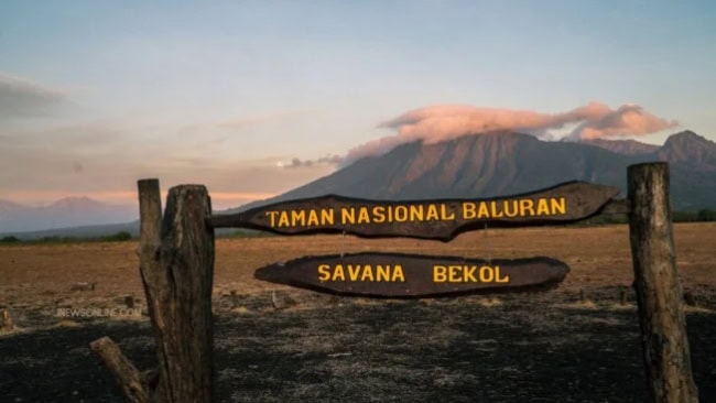 Spot Bersafari di Taman Nasional Baluran