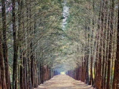Bangka Botanical Garden (BBG) Tawarkan Keindahan Alam dan Edukasi dalam Satu Tempat