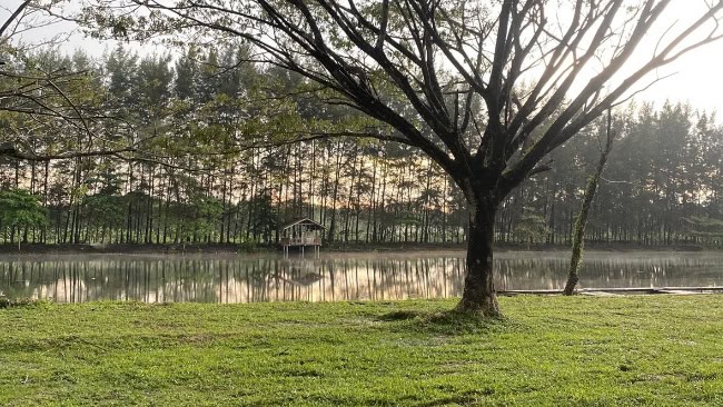 Daya Tarik Bangka Botanical Garden (BBG)