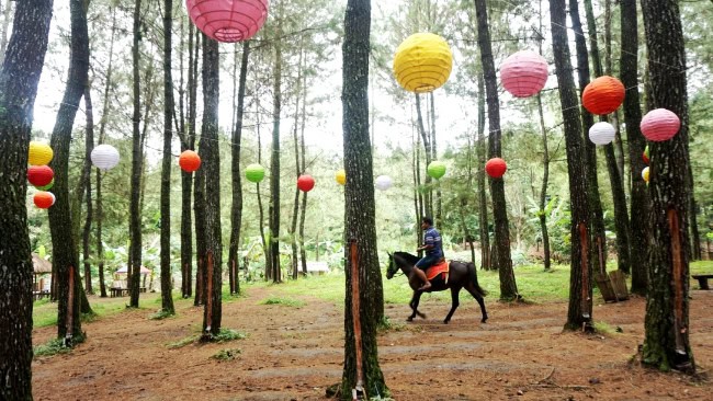 Harga Tiket dan Jam Buka di Pinus Camp Songgon