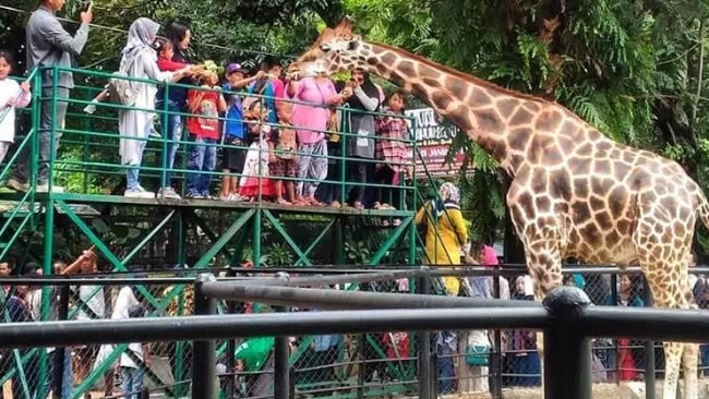 Kebun Binatang Surabaya