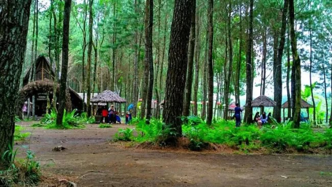 Rute dan Lokasi Pinus Camp Songgon