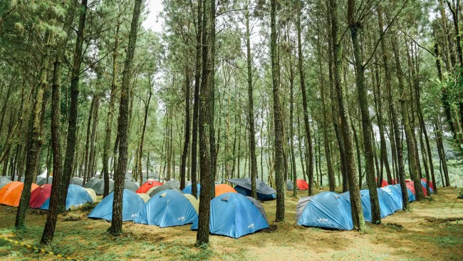Sekilas Tentang Pinus Camp Songgon