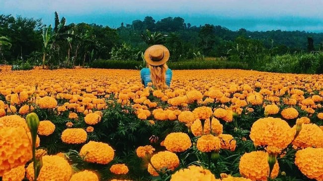 Marigold Flower Field (Taman Bunga Gemitir)