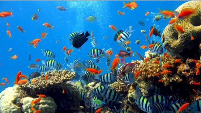 Sejarah Singkat Taman Laut Raja Ampat