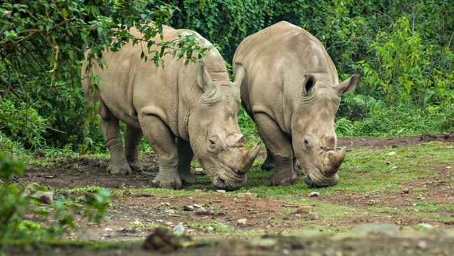 Ujung Kulon National Park