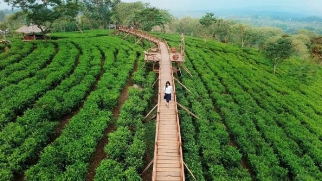 Kebun Teh Wonosari