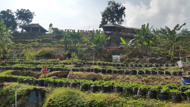 Petik Strawberry Padusan