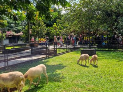 Aktivitas Edukatif dan Seru di Kuntum Farmfield yang Wajib Dicoba