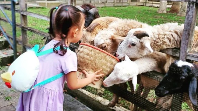 Biaya Tiket Masuk Kuntum Farmfield