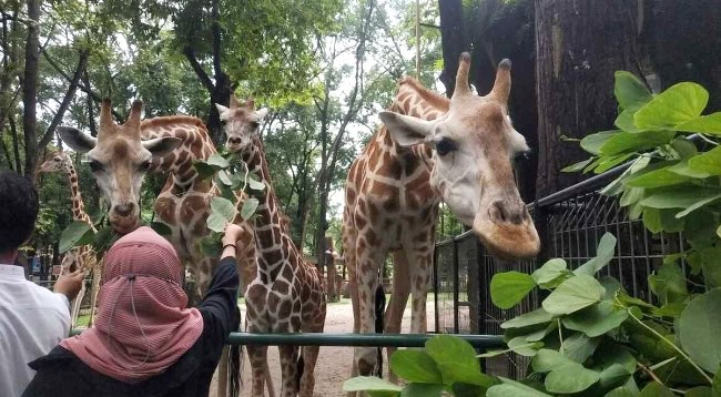 Deretan Wahana Seru di Ragunan