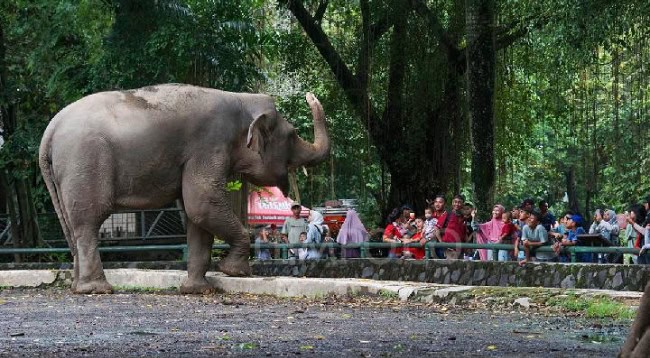 Harga Tiket Masuk Ragunan 2026 Terbaru