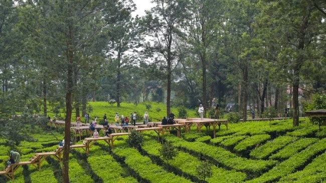Harga Tiket Wisata Gunung Mas