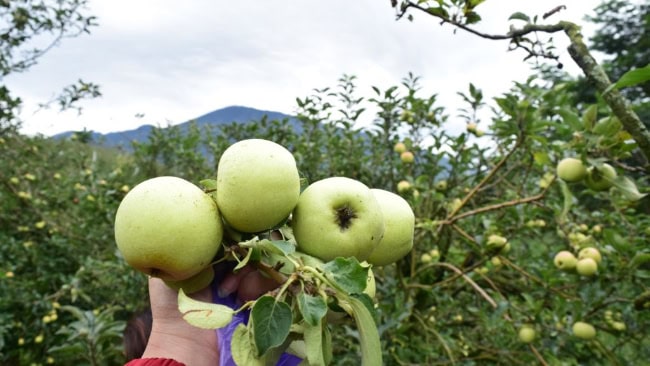 Wisata Petik Apel Agro Rakyat