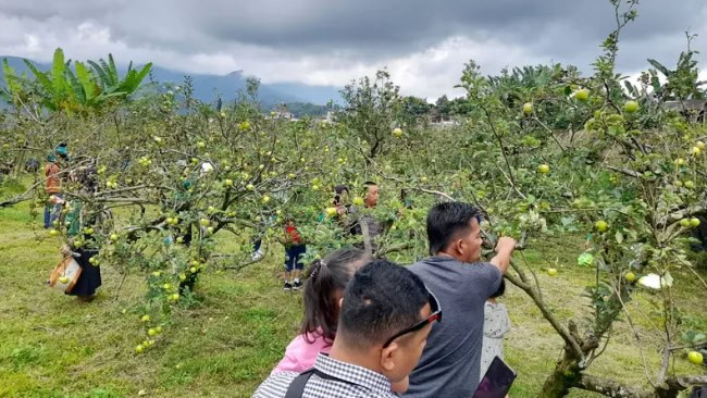 Wisata Petik Apel Green Garden