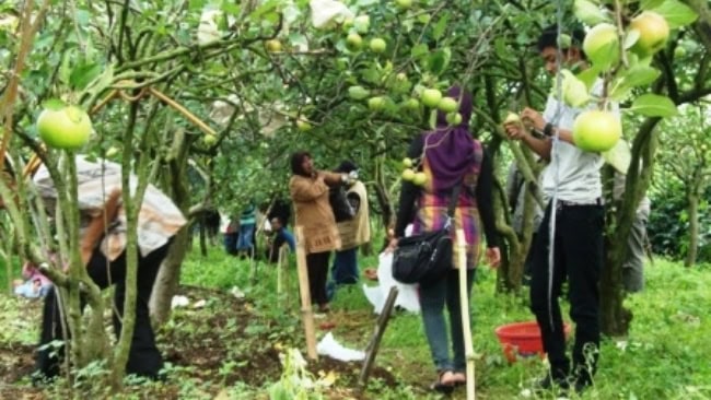 Wisata Petik Apel Makmur Abadi