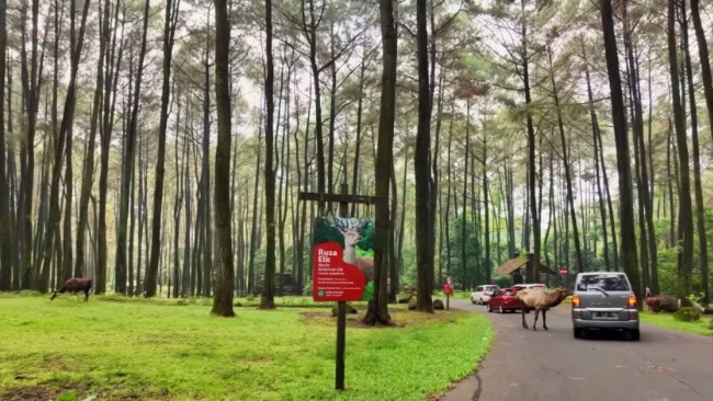 Aktivitas Seru di Taman Safari Prigen
