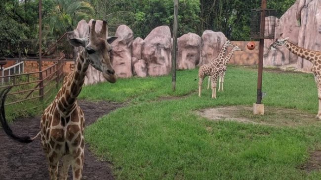 Batu Secret Zoo