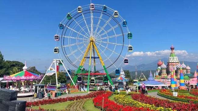 Daya Tarik dan Aktivitas Seru yang Bisa Dilakukan di Taman Bunga Celosia