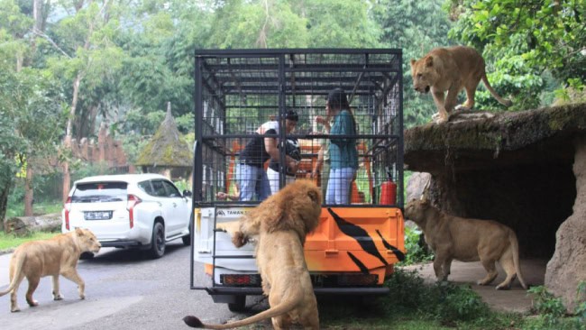 Harga Tiket Masuk Taman Safari Prigen Terbaru