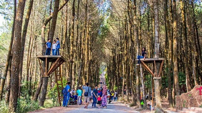 Hutan pinus Kragilan