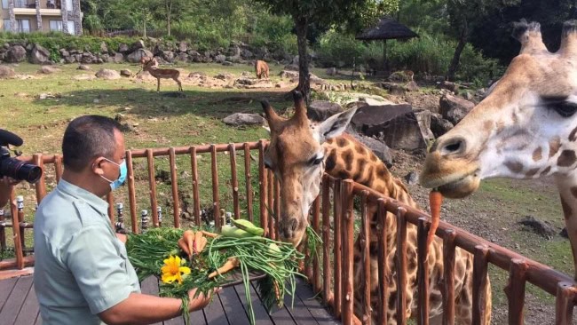 Jam Operasional Taman Safari Prigen