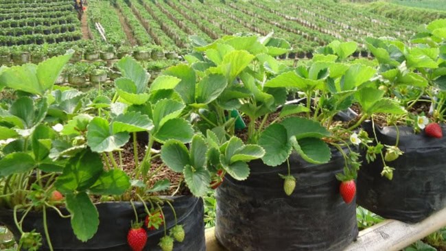 Kebun Strawberry