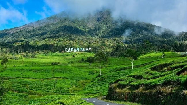 Kebun Teh Gunung Dempo Pagar Alam